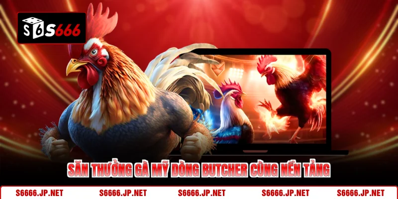 Săn thưởng gà mỹ dòng Butcher cùng nền tảng